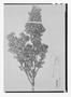 Field Museum photo negatives collection; Paris specimen of Weinmannia microphylla Ruíz & Pav., PERU, F. W. H. A. von Humboldt, Type [status unknown], P