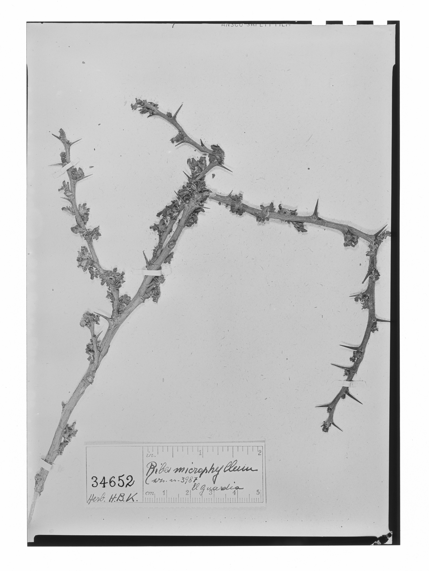 Ribes microphyllum image