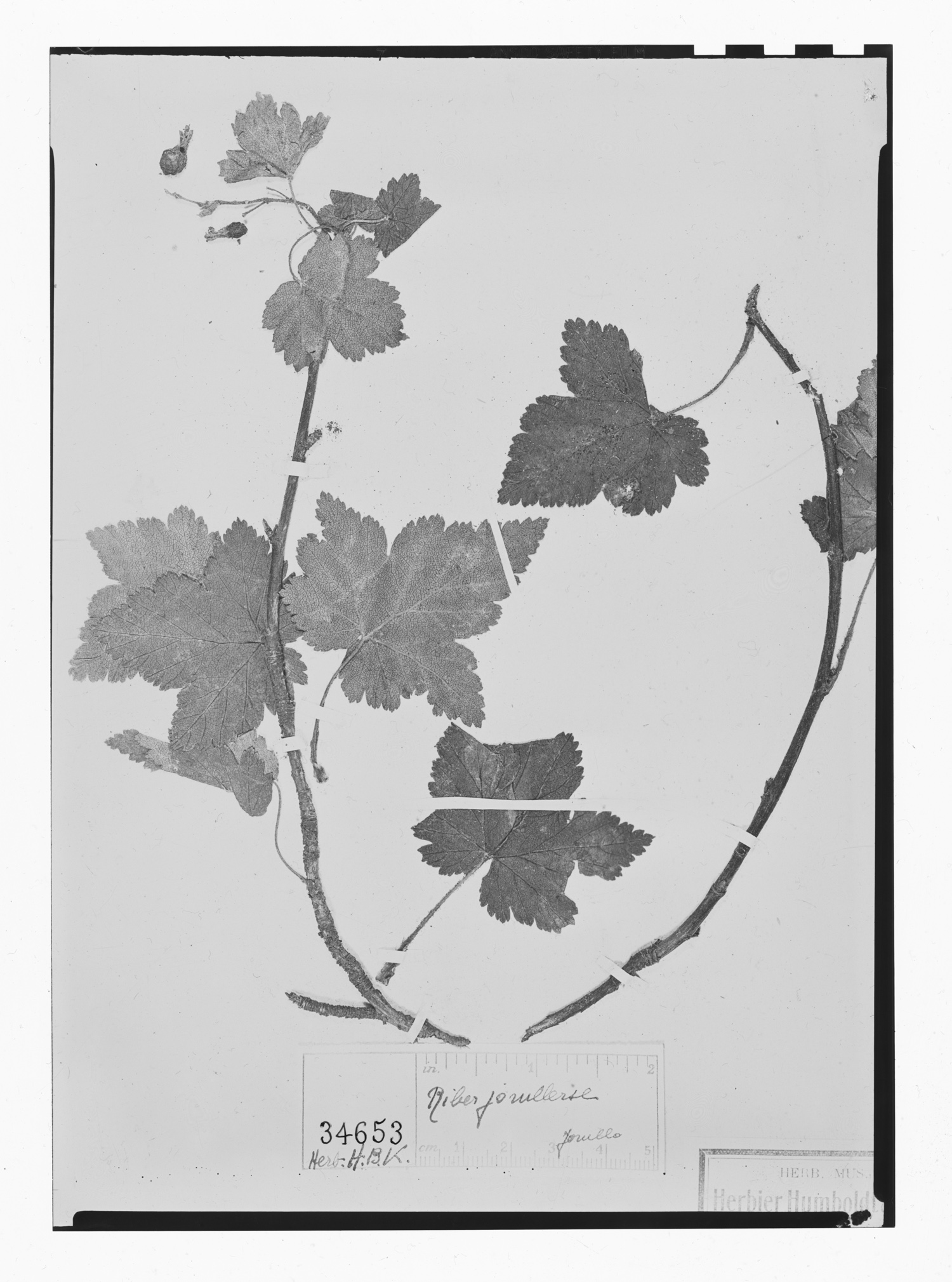 Ribes ciliatum image