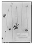 Field Museum photo negatives collection; Paris specimen of Drosera communis A. St.-Hil., BRAZIL, A. Saint-Hilaire, Type [status unknown], P