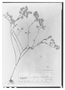 Field Museum photo negatives collection; Paris specimen of Cotyledon galeottiana Hemsl., MEXICO, H. G. Galeotti 2812, Type [status unknown], P