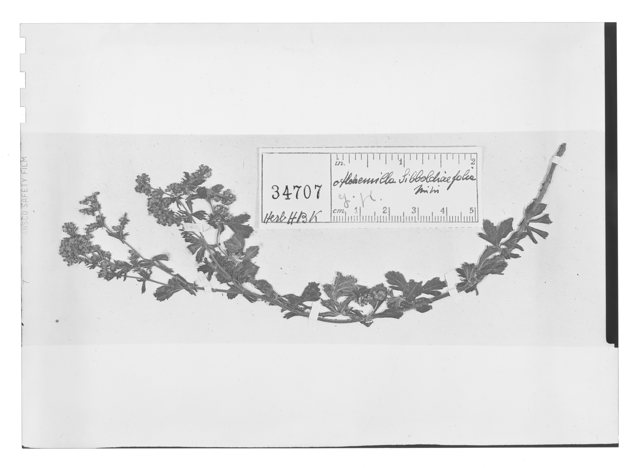 Alchemilla sibbaldiaefolia image