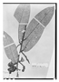 Field Museum photo negatives collection; Paris specimen of Couepia excelsa Ducke, BRAZIL, A. Ducke, Isotype, P