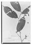 Field Museum photo negatives collection; Paris specimen of Couepia reflexa Ducke, BRAZIL, A. Ducke, Isotype, P