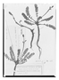 Field Museum photo negatives collection; Paris specimen of Acaena pumila Vahl, CHILE, P. Commerson, Type [status unknown], P