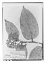 Field Museum photo negatives collection; Paris specimen of Parinari cardiophylla Ducke, BRAZIL, A. Ducke, Isotype, P