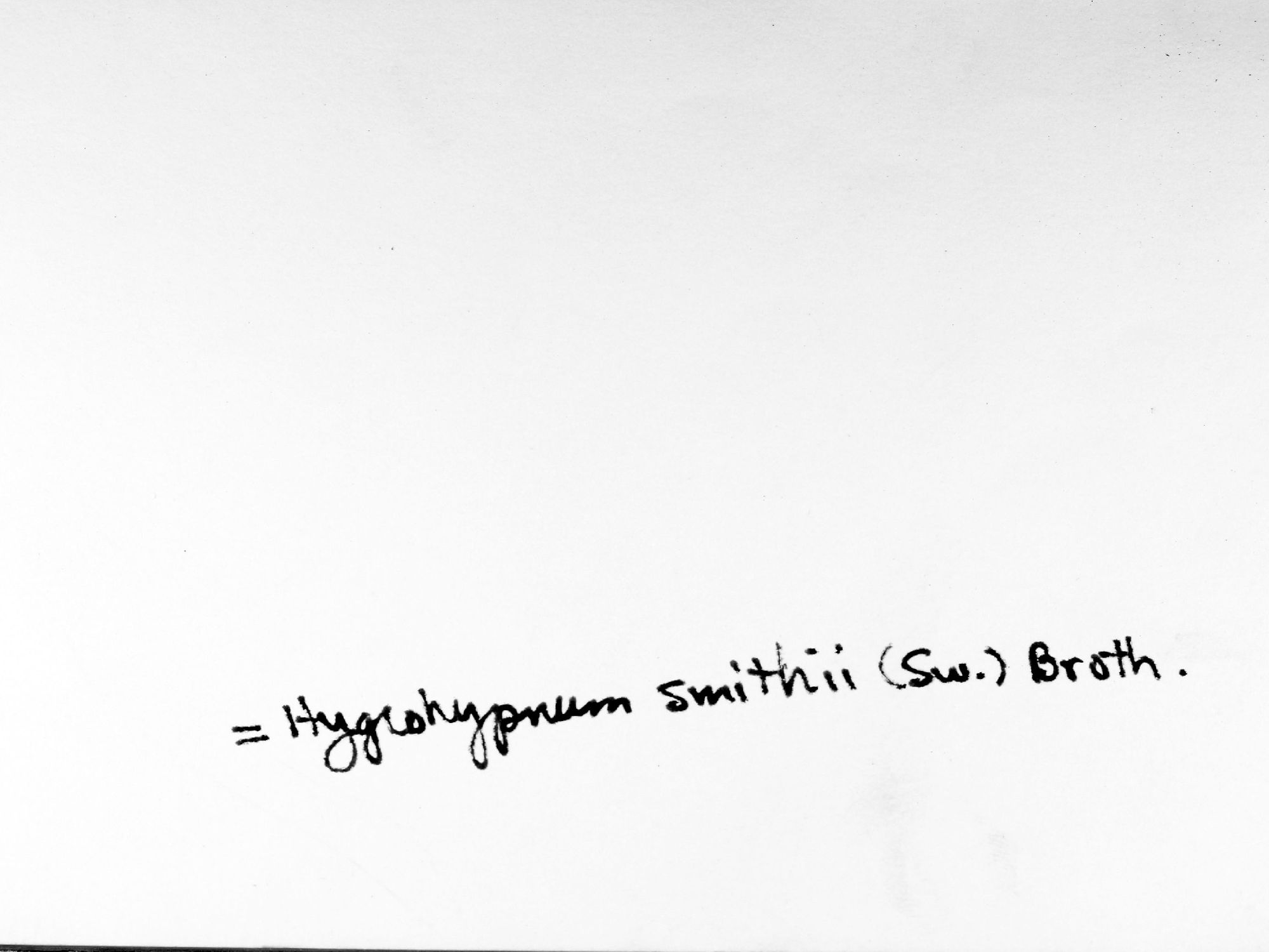 Platyhypnum smithii image