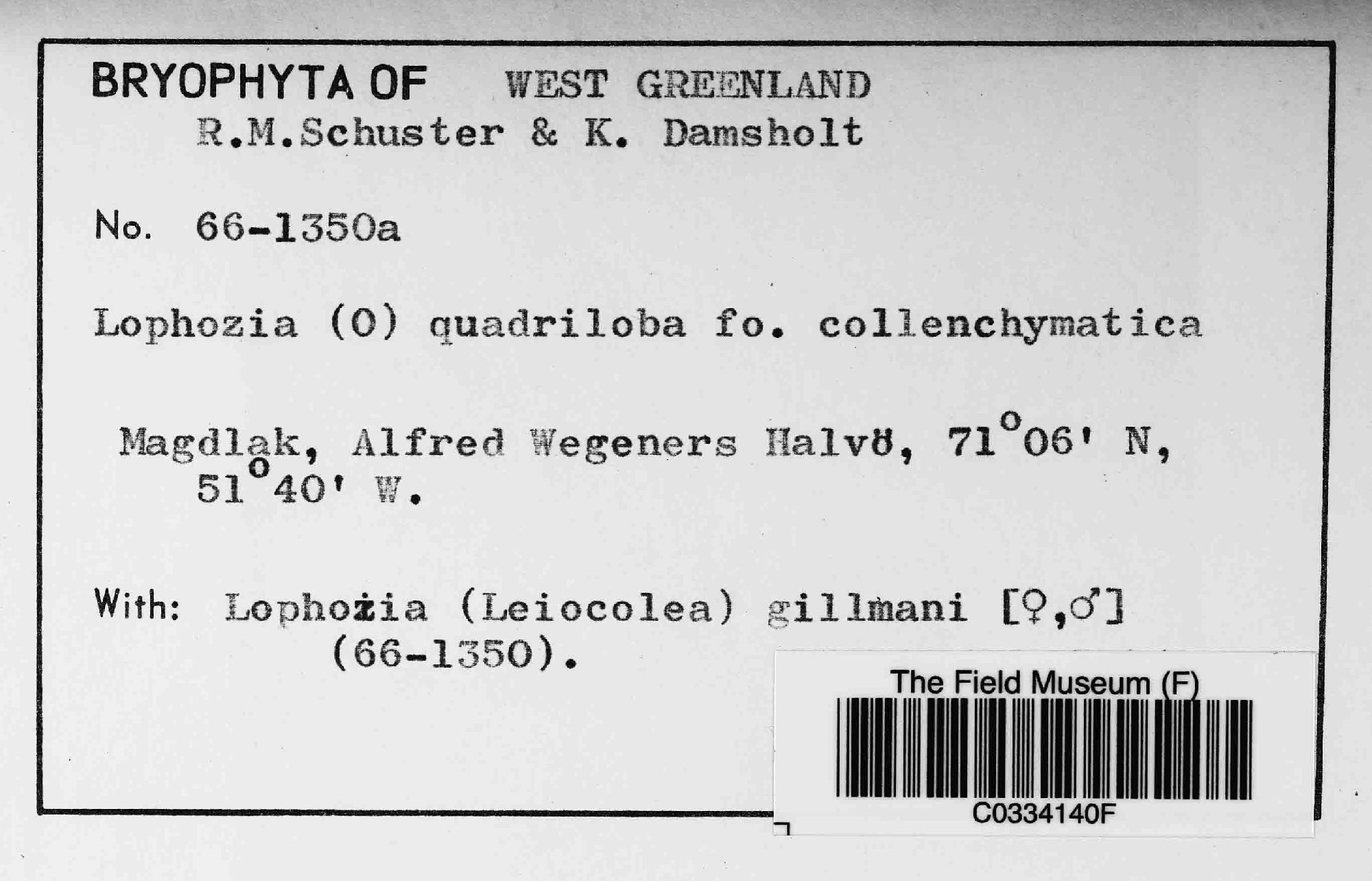 Schljakovianthus quadrilobus var. collenchymatica image