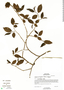 Annona primigenia Standl. & Steyerm., Belize, S. Brewer 475, F