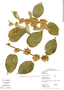 Waltheria involucrata Benth., GUYANA, M. J. Jansen-Jacobs 5371, F