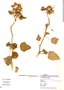 Hibiscus furcellatus Lam., Paraguay, F. Mereles 6883, F