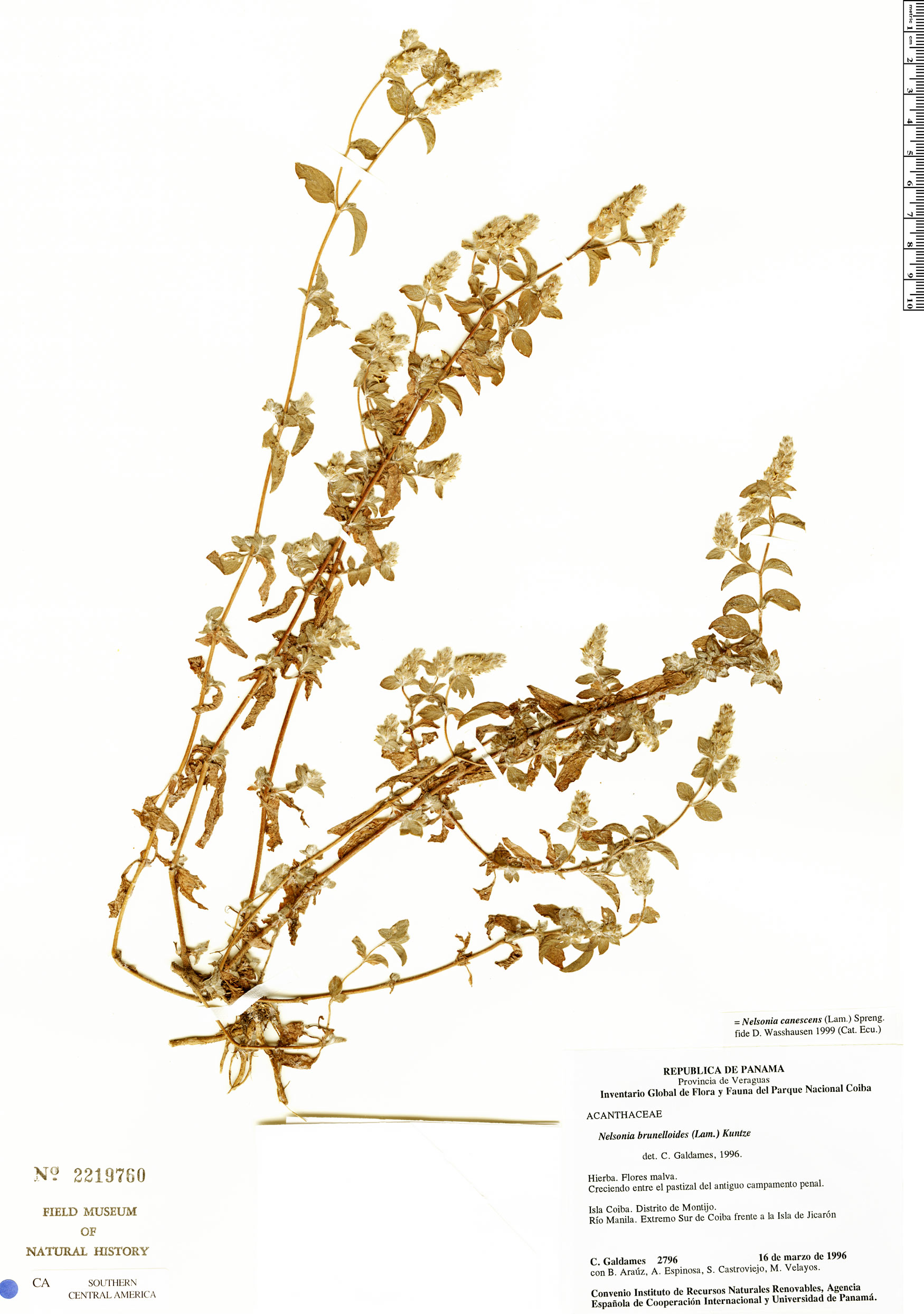 Nelsonia canescens image