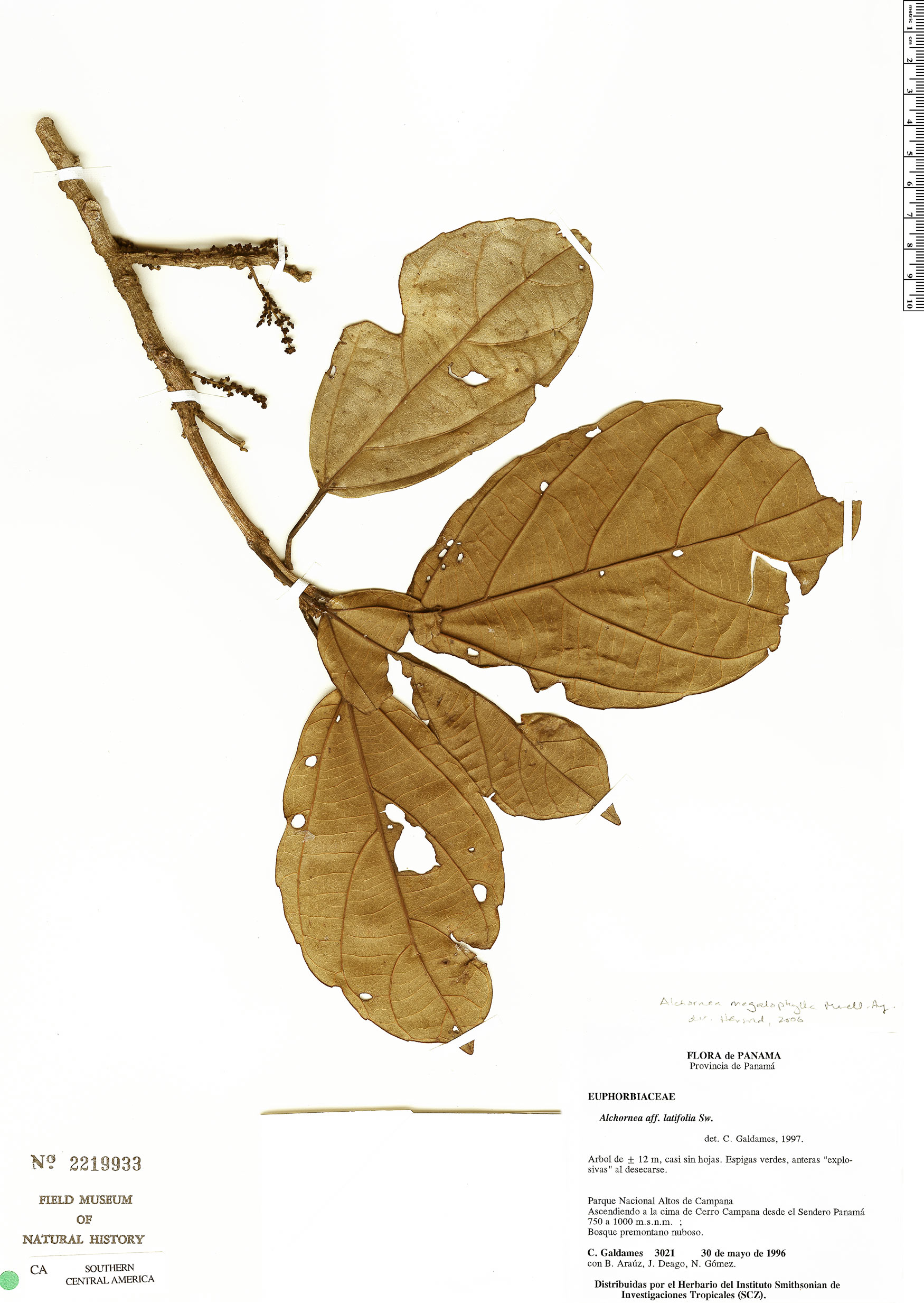 Alchornea megalophylla image
