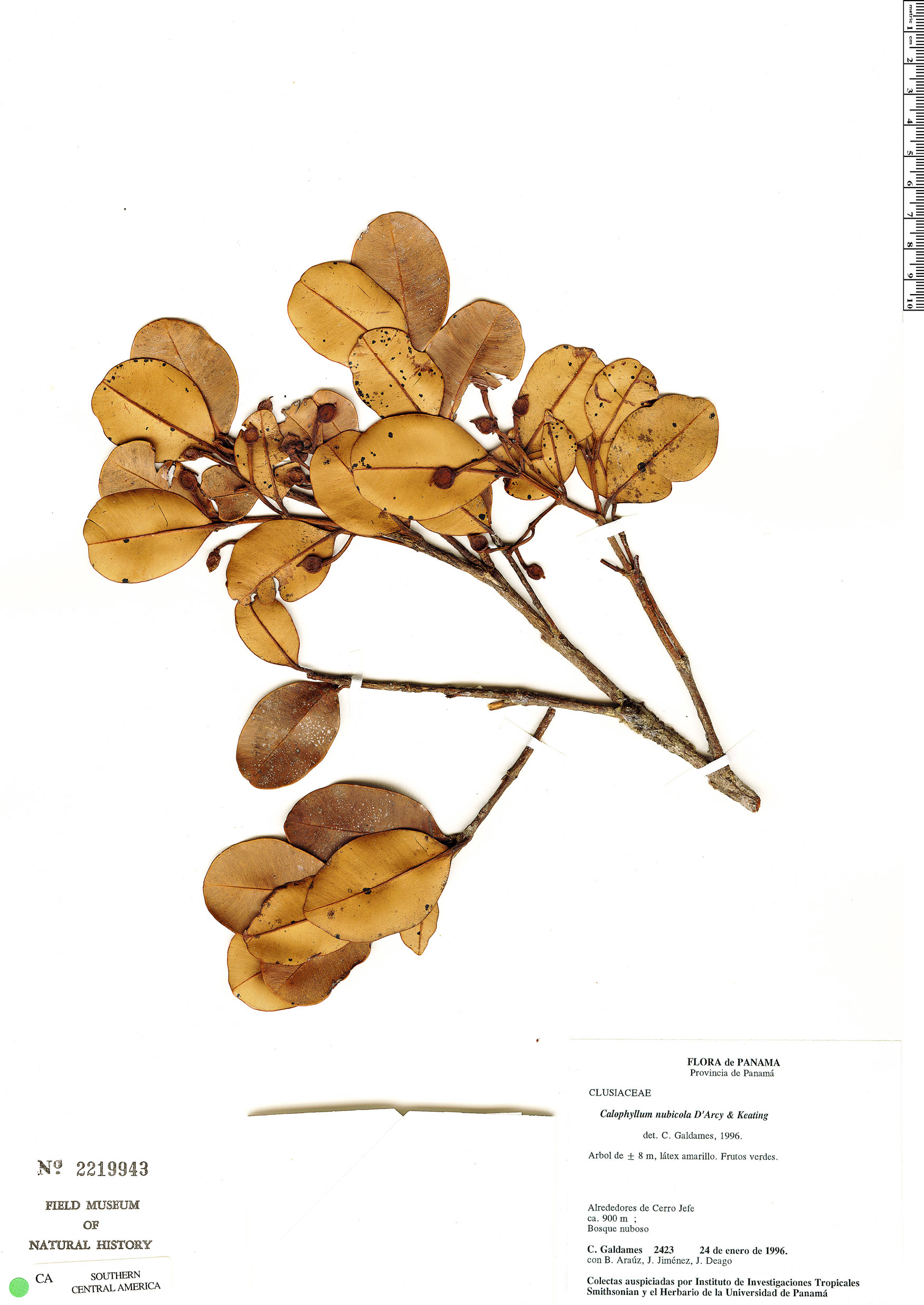 Calophyllum nubicola image
