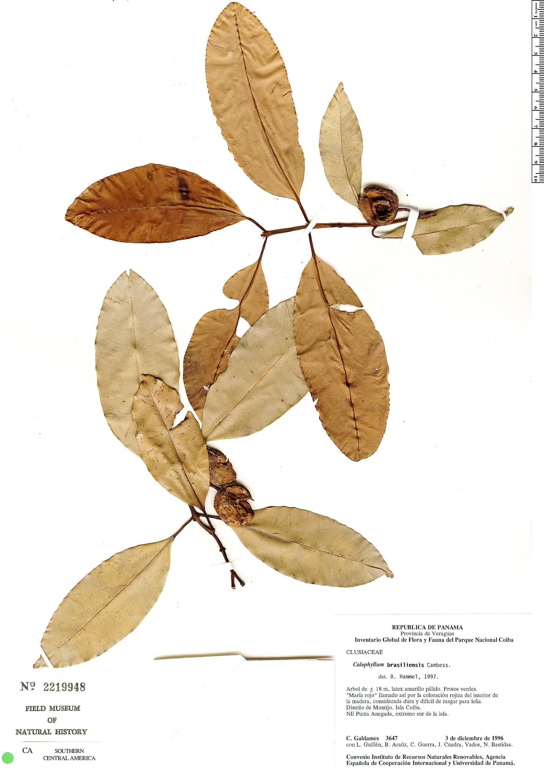 Calophyllum antillanum image