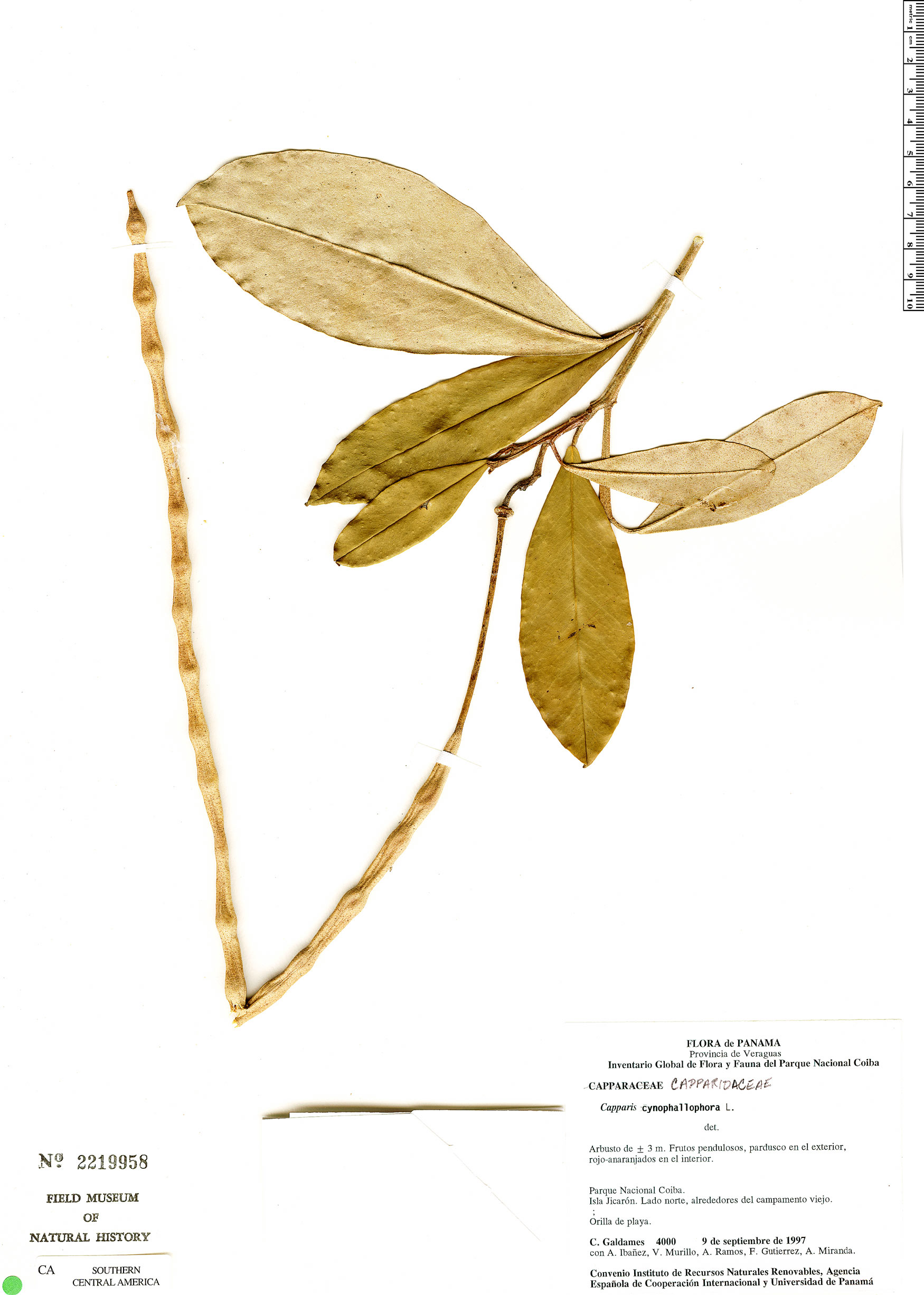 Quadrella isthmensis subsp. isthmensis image