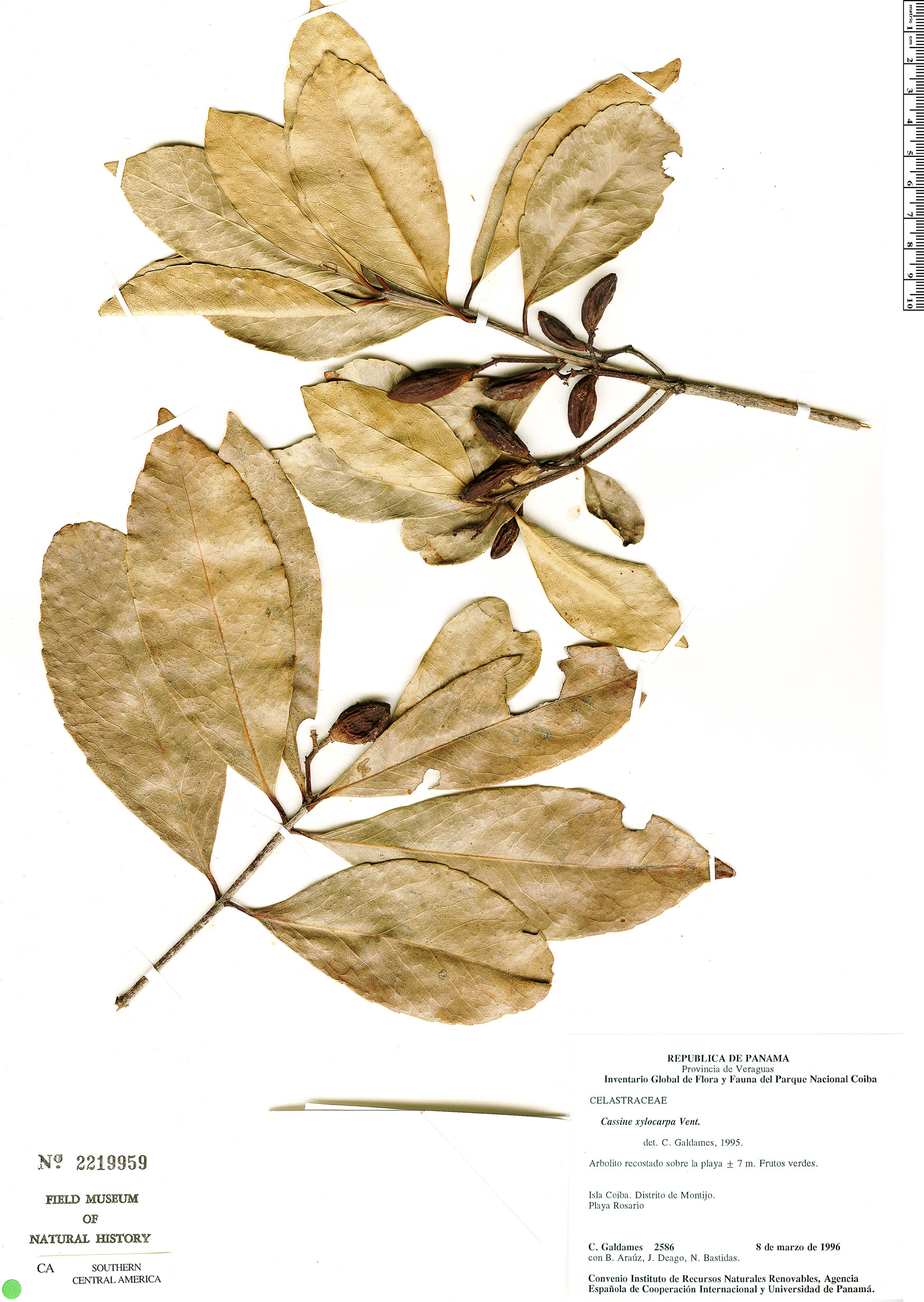 Elaeodendron xylocarpum image