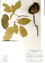 Preslianthus pittieri image