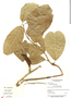Prestonia trifida image