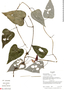 Aristolochia guentheri O. C. Schmidt, Ecuador, R. J. Burnham 2038, F