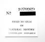 Lembidium nutans image