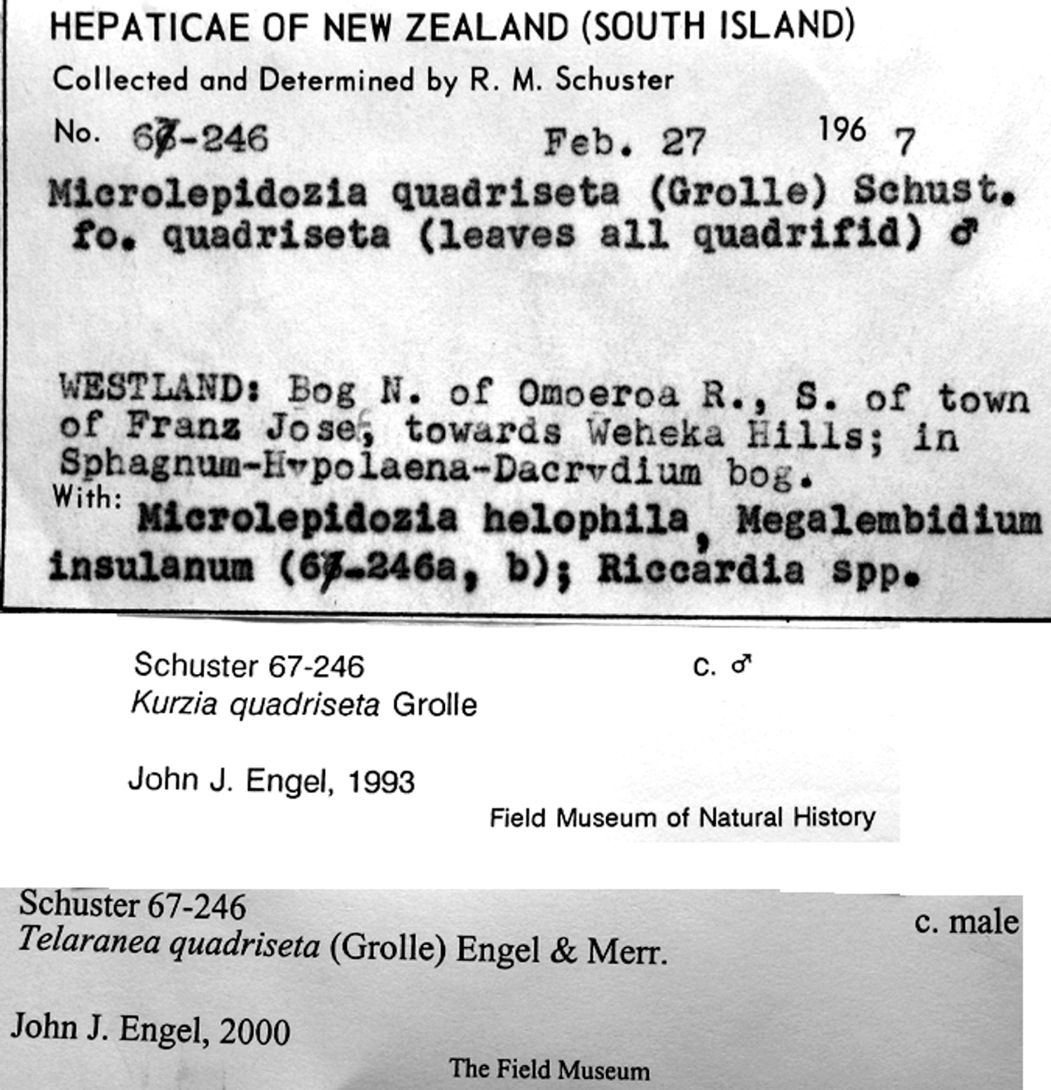 Tricholepidozia quadriseta image