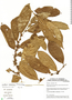 Lacistema aggregatum (P. J. Bergius) Rusby, Nicaragua, I. Granzow de la Cerda 3634, F