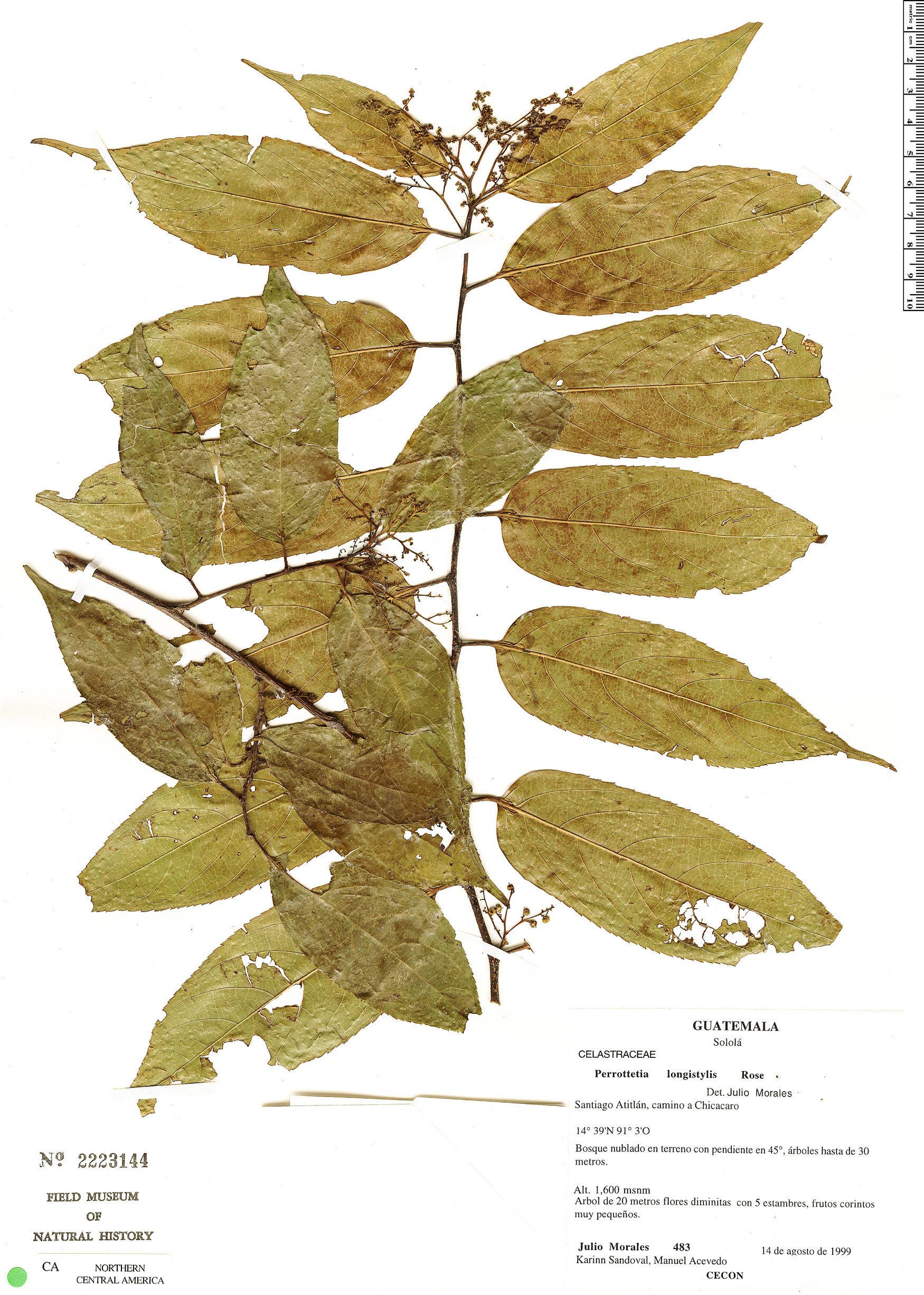 Dipentodontaceae image