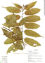 Perrottetia longistylis Rose, Guatemala, J. Morales R. 483, F