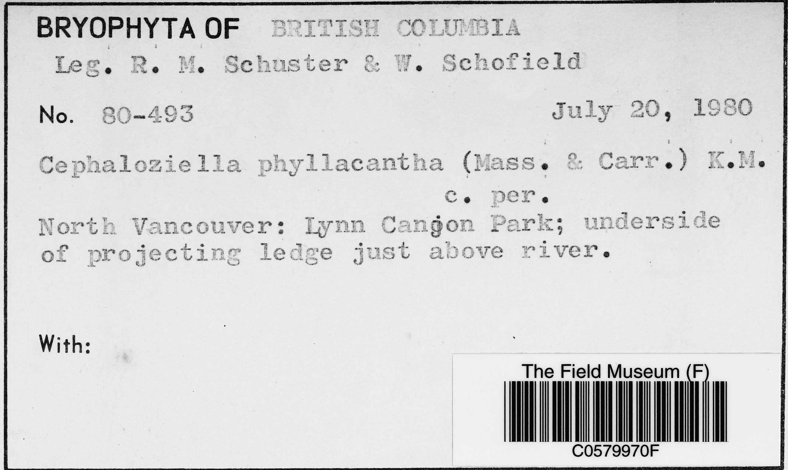 Cephaloziella phyllacantha image