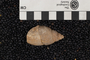 P 11231 B fossil