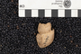 P 16134 fossil