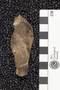PE 22823 B fossil