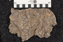 PE 4264 fossil