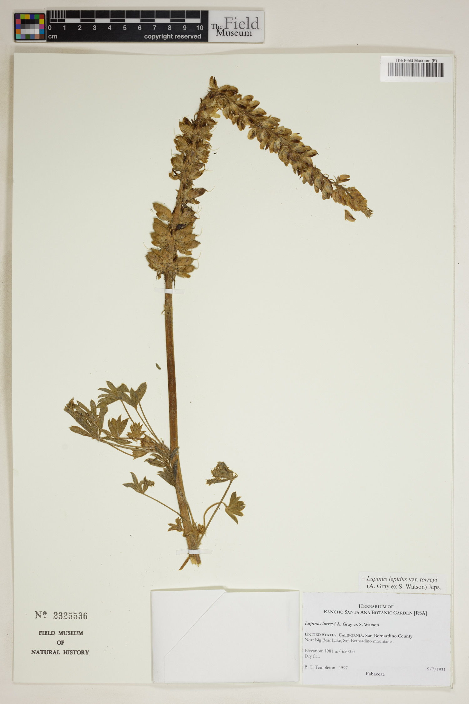 Lupinus lepidus var. torreyi image