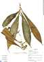 Tradescantia zanonia (L.) Sw., Guatemala, J. Morales R. 455, F