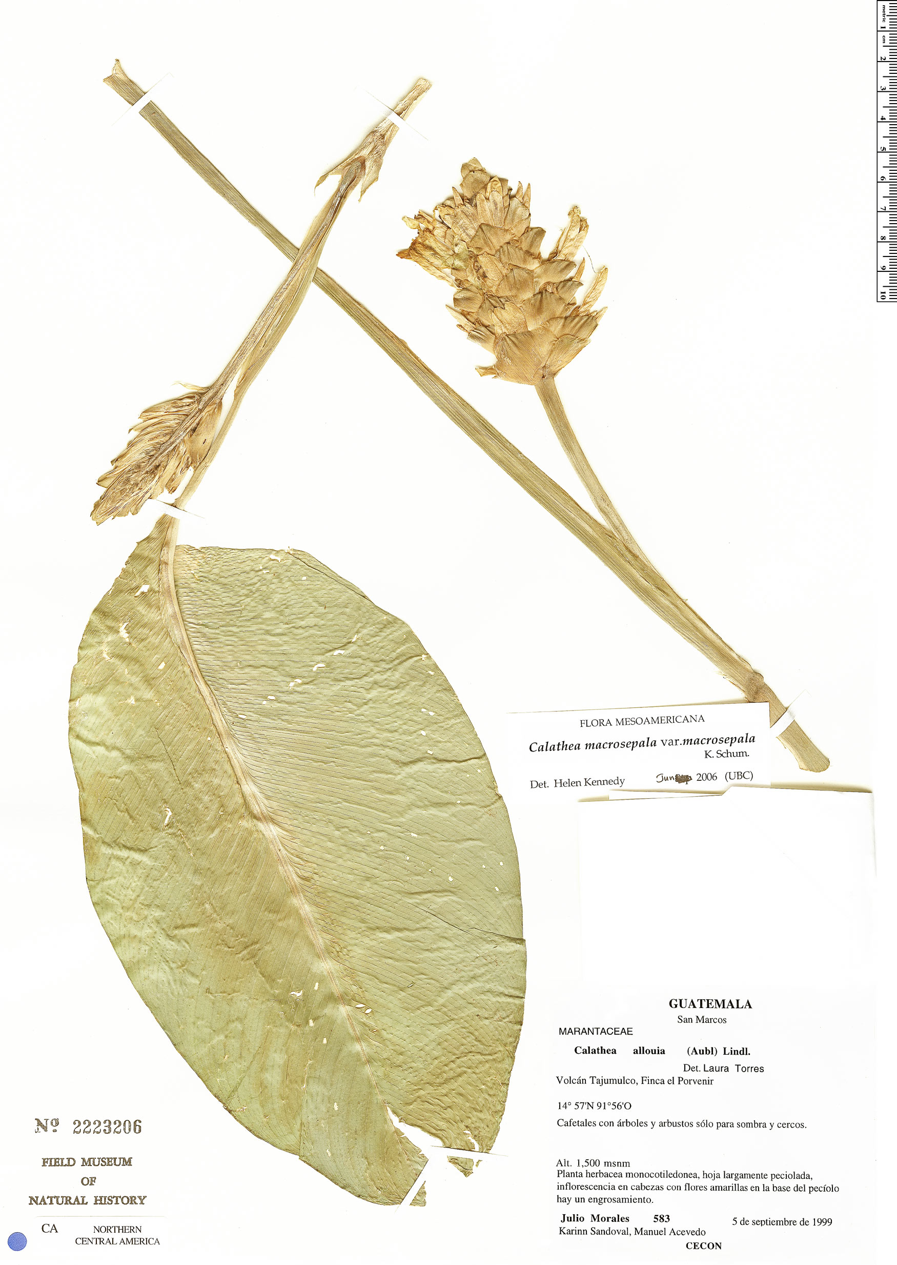 Calathea macrosepala var. macrosepala image