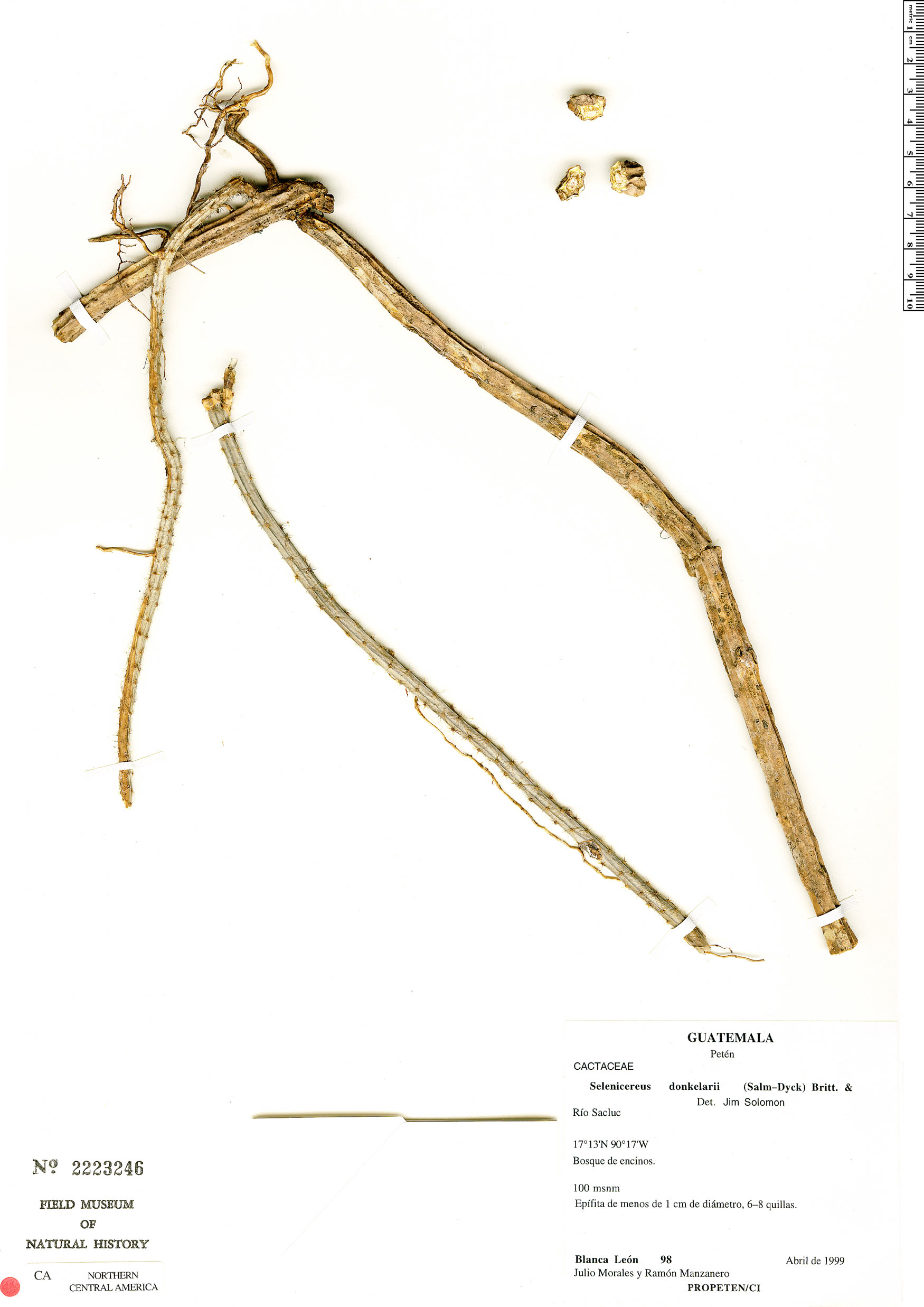 Selenicereus grandiflorus subsp. donkelaarii image