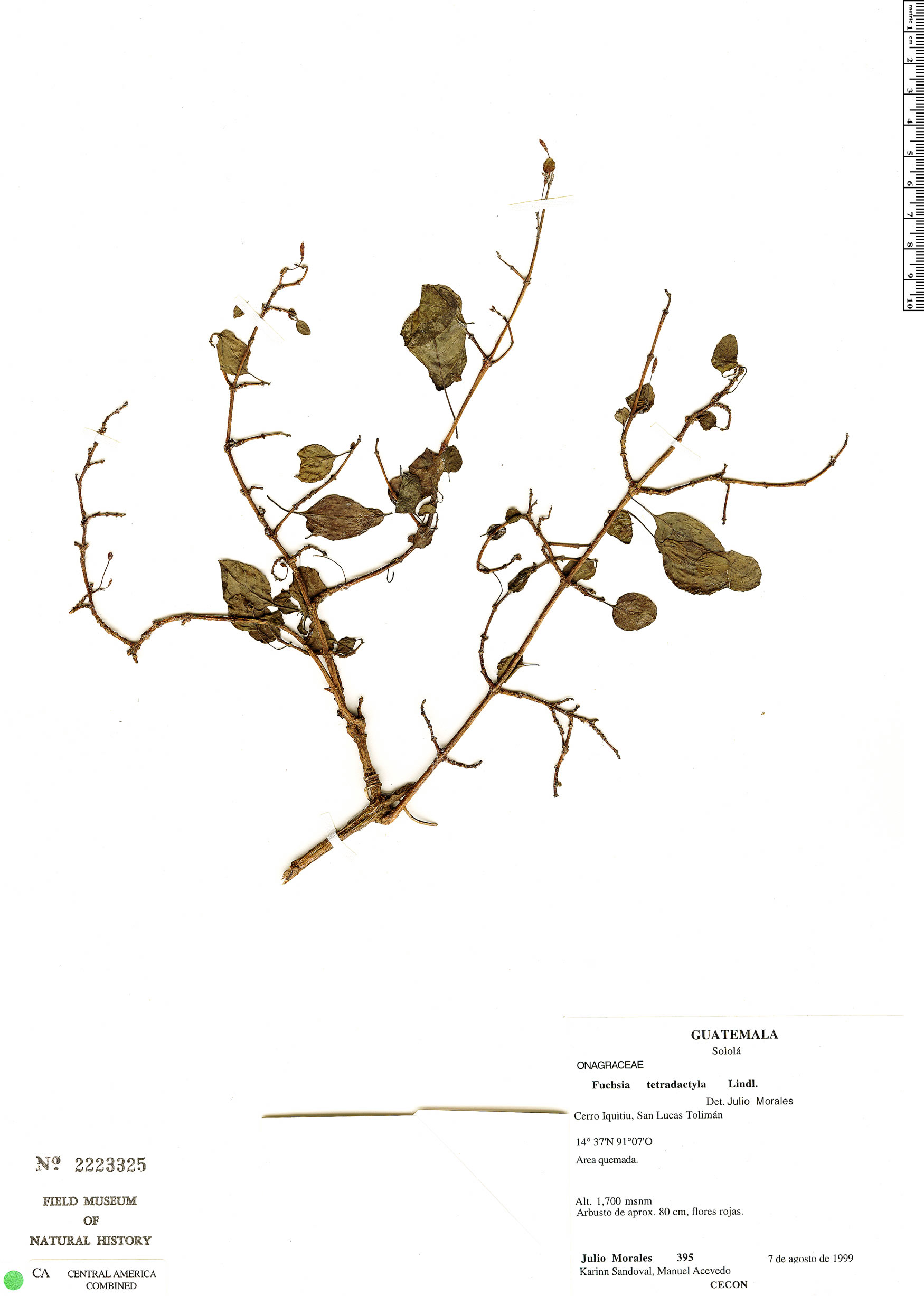 Fuchsia encliandra subsp. tetradactyla image