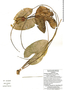 Nymphaea glandulifera Rodschied, Mexico, G. Carnevali 5798, F