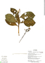 Pulchranthus adenostachyus (J. Lindau) V. M. Baum et al., Ecuador, R. Aguinda 161, F
