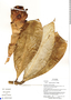 Costus longebracteolatus Maas, Ecuador, R. Aguinda 467, F