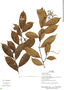 Hirtella triandra Sw., Ecuador, R. Aguinda 422, F