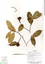 Eschweilera parvifolia DC., Ecuador, R. Aguinda 419, F