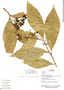 Solanum oppositifolium, Ecuador, R. Aguinda 447, F