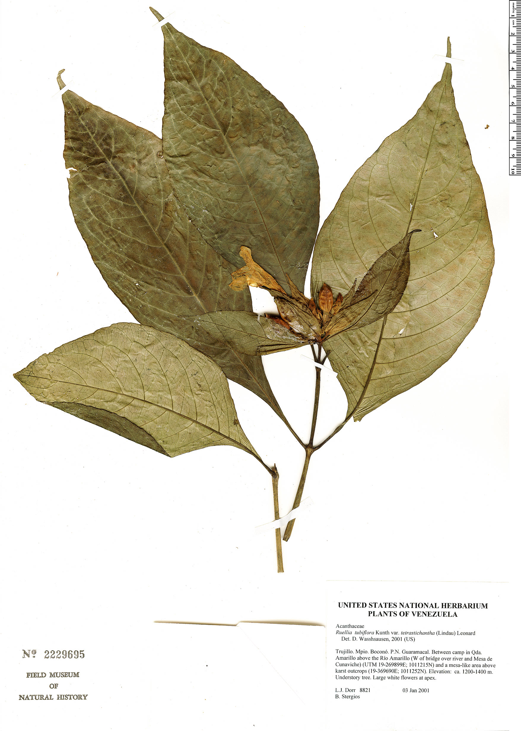 Specimen: Ruellia tubiflora