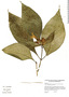 Ruellia tubiflora Kunth, Venezuela, L. J. Dorr 8821, F