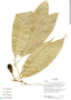 Endlicheria pyriformis (Nees) Mez, Ecuador, R. Aguinda 981, F