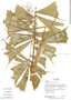 Aiphanes erinacea (H. Karst.) H. Wendl., Ecuador, R. Aguinda 1178, F