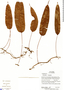 Polypodium laevigatum Cav., Ecuador, R. Aguinda 1207, F